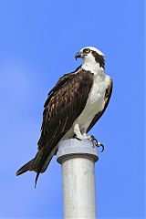 Osprey